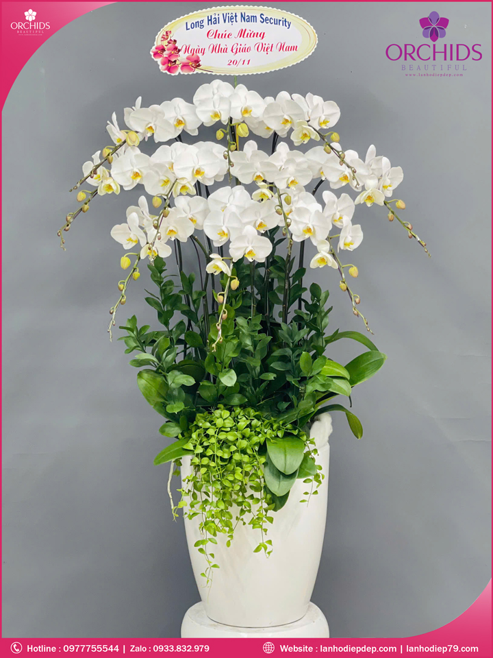 Chậu hoa lan hồ điệp trắng 10 cành TR383