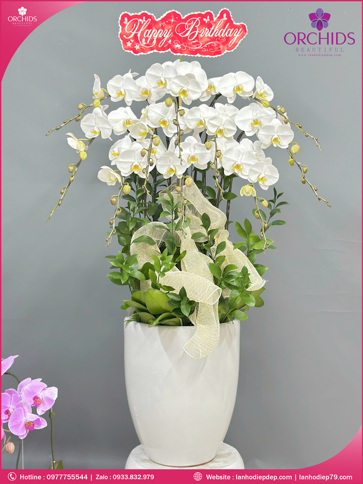 Chậu hoa lan hồ điệp trắng 10 cành TR384