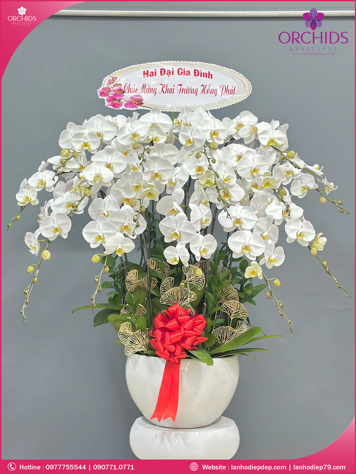 Chậu hoa lan hồ điệp trắng 15 cành