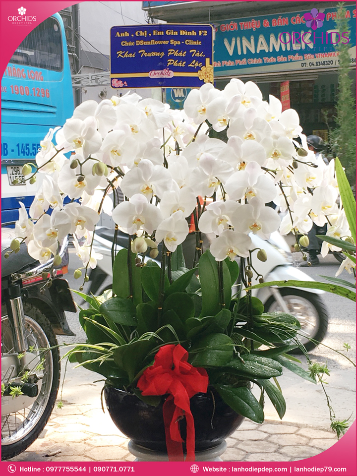 Chậu hoa lan hồ điệp trắng 15 cành