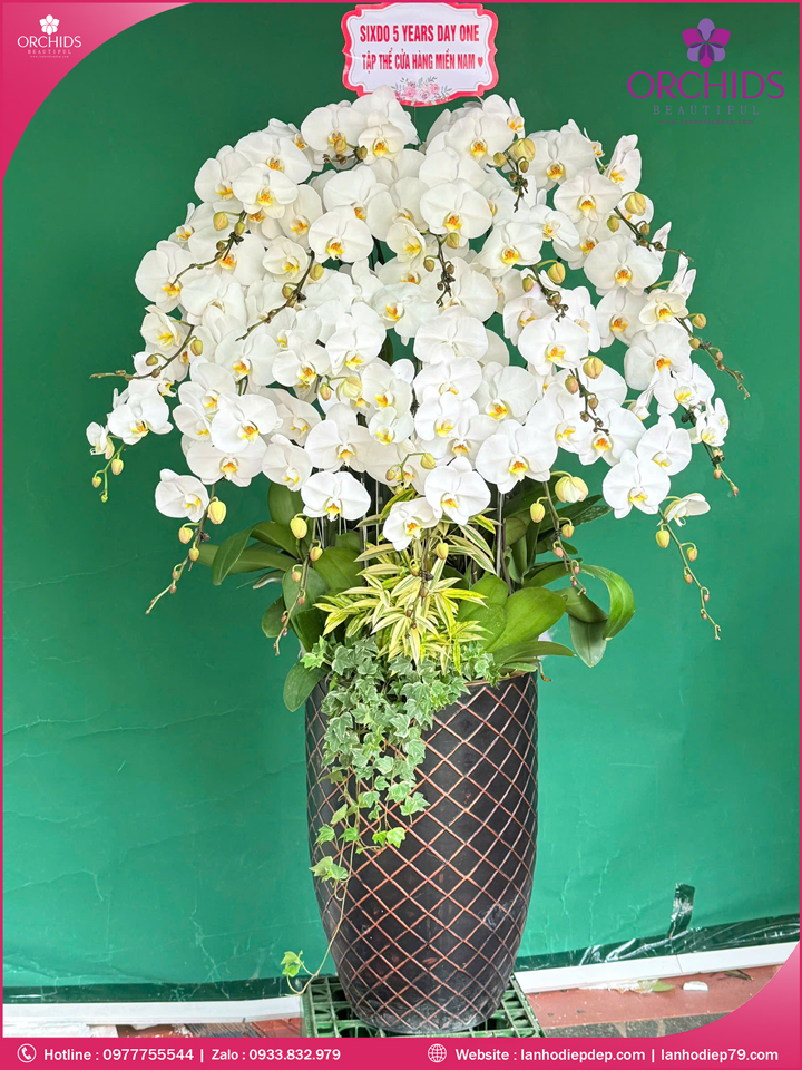 Chậu hoa lan hồ điệp trắng 20 cành TR376
