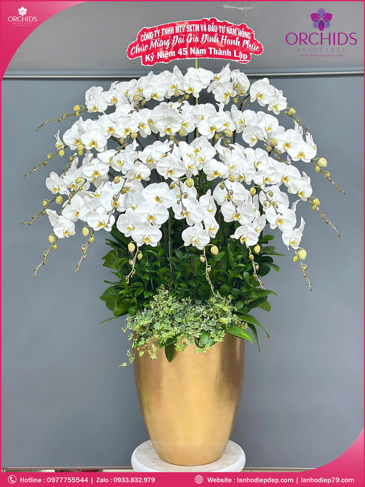 Chậu hoa lan hồ điệp trắng 25 cành TR388
