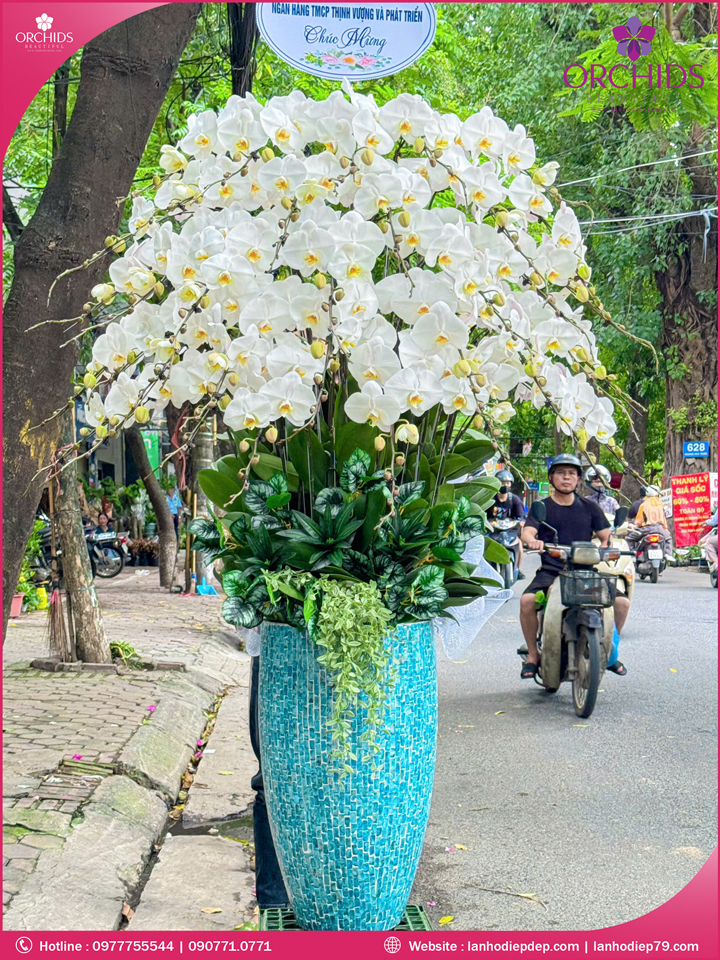 Chậu hoa lan hồ điệp trắng 30 cành