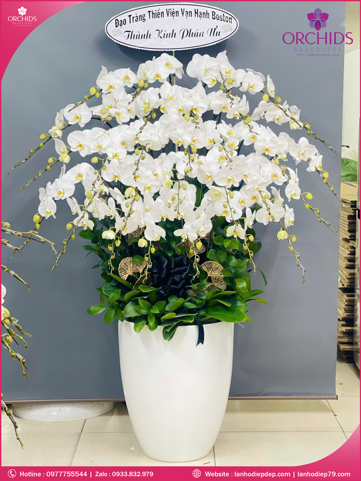 Chậu hoa lan hồ điệp trắng 30 cành TR378