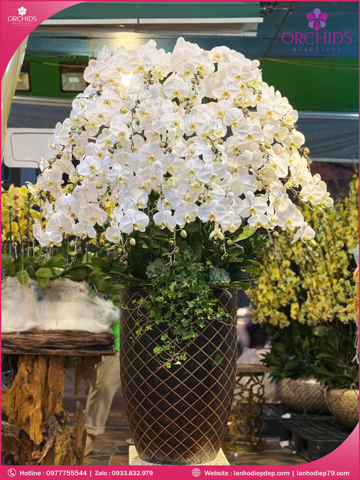 Chậu hoa lan hồ điệp trắng 30 cành TR379