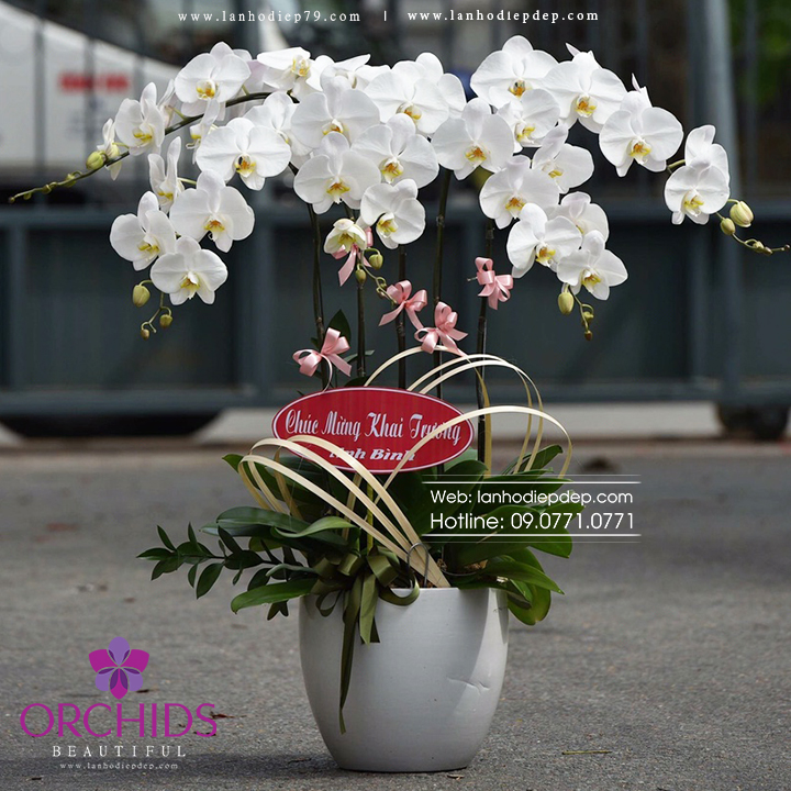 Chậu hoa lan hồ điệp trắng 5 cành