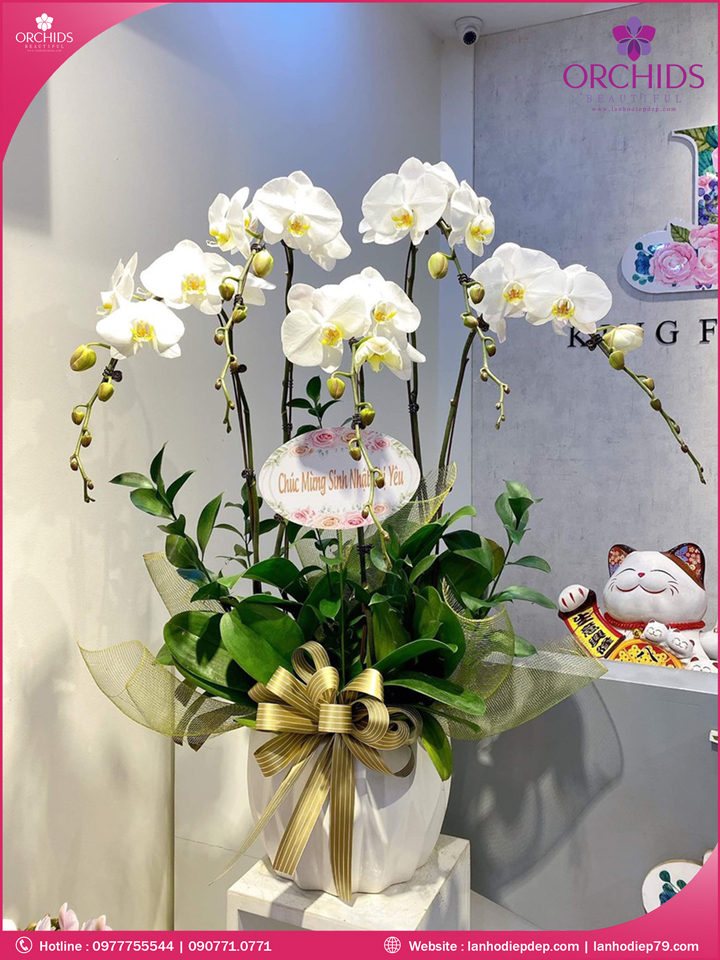 Chậu hoa lan hồ điệp trắng 5 cành