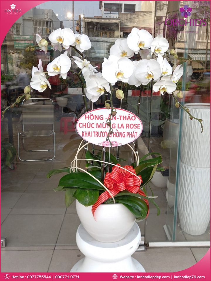 Chậu hoa lan hồ điệp trắng 5 cành