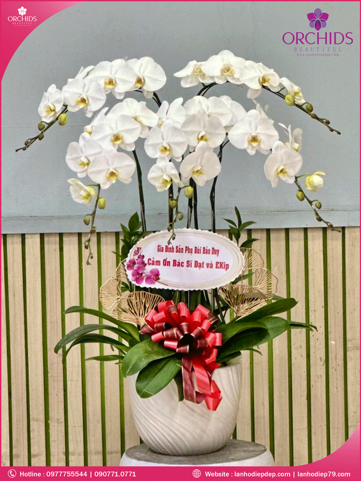 Chậu hoa lan hò diệp trắng 5 cành 