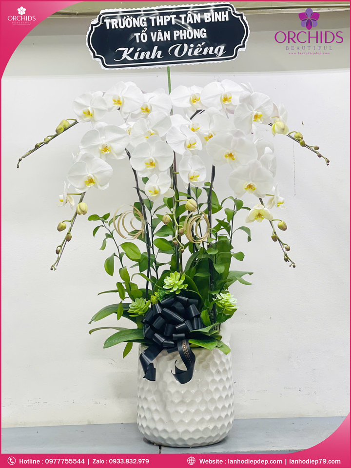 Chậu hoa lan hồ điệp trắng 5 cành TR359