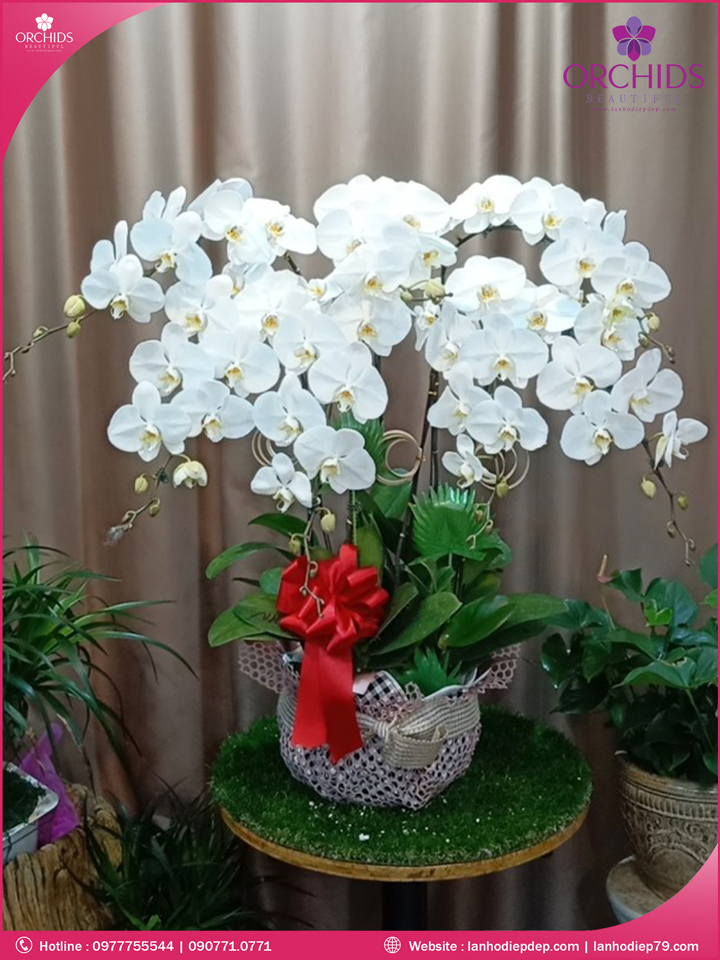 Chậu hoa lan hồ điệp trắng 8 cành