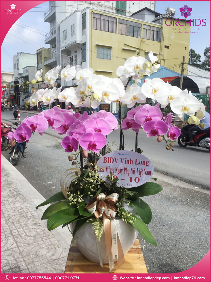 Chậu hoa lan hồ điệp trắng hồng 8 cành