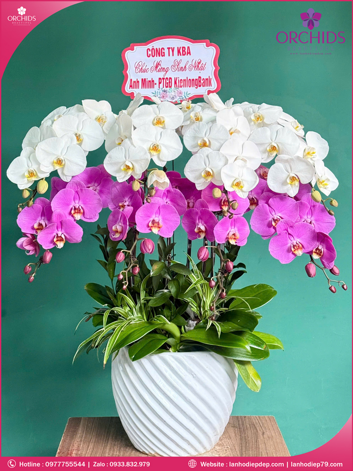 Chậu hoa lan hồ điệp trắng hồng 8 cành TH64