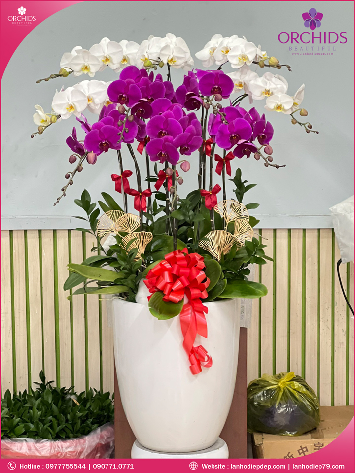 Chậu hoa lan hồ điệp trắng tím 10 cành