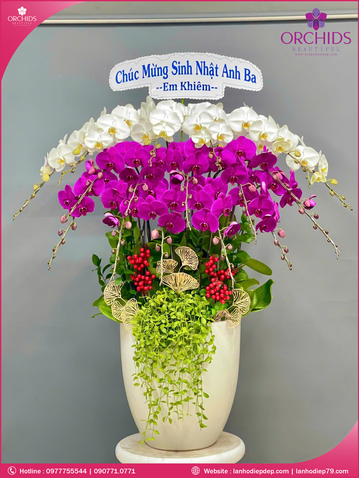 Chậu hoa lan hồ điệp trắng tím 16 cành