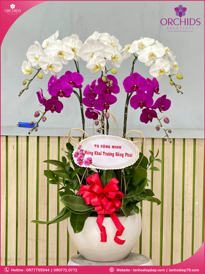 Chậu hoa lan hồ điệp trắng tím 6 cành