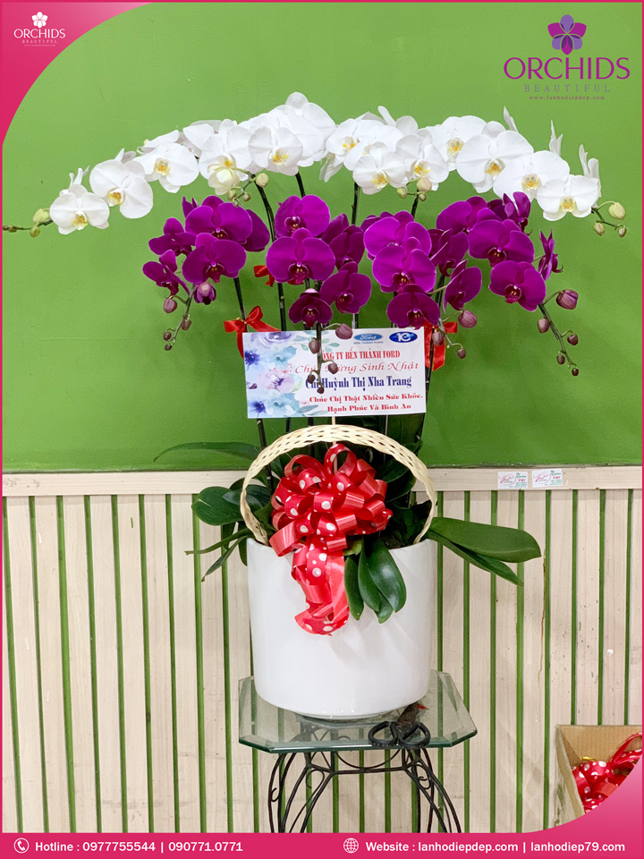 Chậu hoa lan hồ điệp trắng tím 8 cành