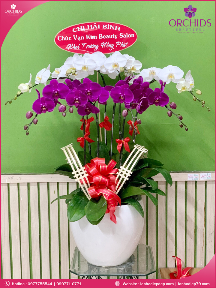 Chậu hoa lan hồ điệp trắng tím 8 cành