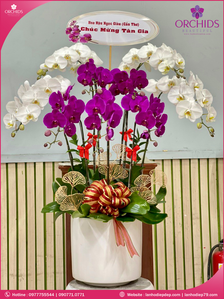 Chậu hoa lan hồ điệp trắng tím 9 cành