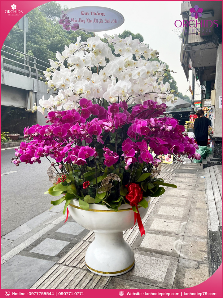 Chậu hoa lan hồ điệp trắng tím 99 cành