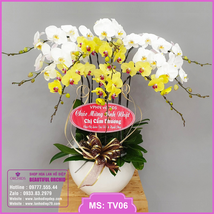 Chậu hoa lan hồ điệp đẹp 10 cành hoa màu trắng vàng 