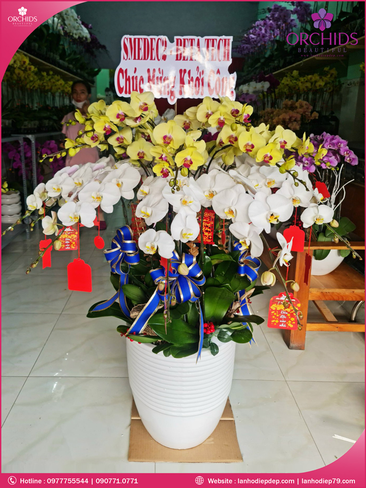 Chậu hoa lan hồ điệp trắng vàng 20 cành