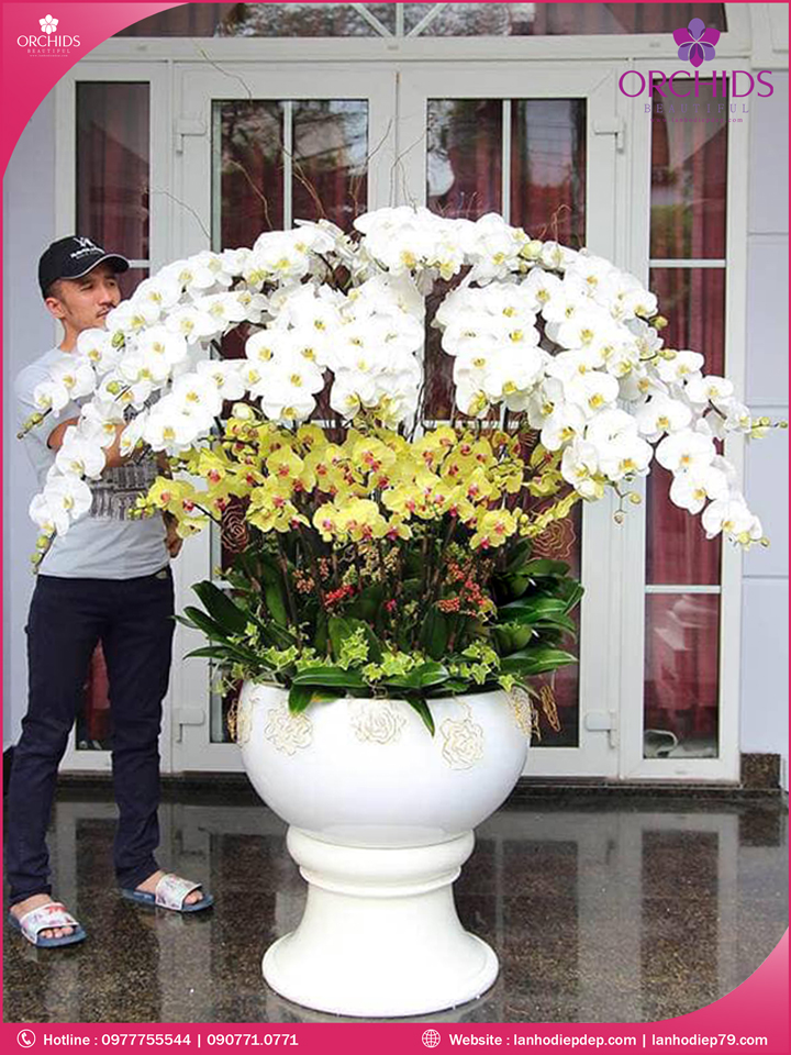 Chậu hoa lan hồ điệp trắng vàng 50 cành