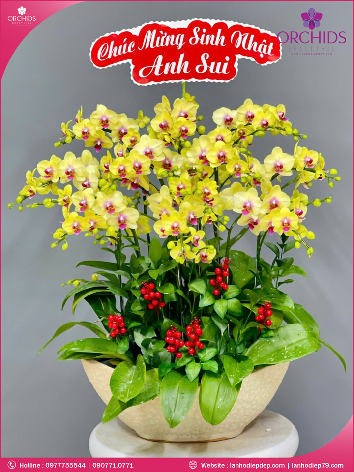 Chậu hoa lan hồ điệp vàng 12 cnahf