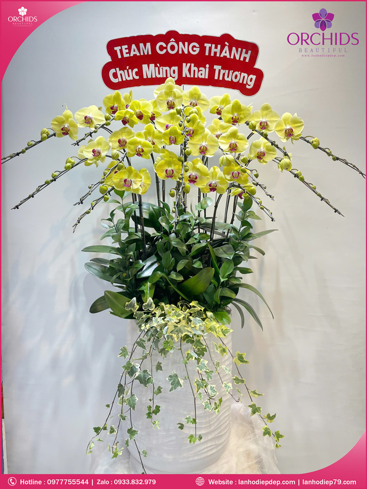 Chậu hoa lan hồ điệp vàng 13 cành V523