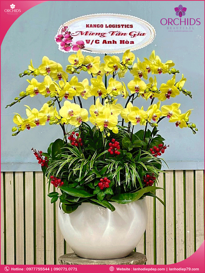 Chậu hoa lan hồ điệp vàng 15 cành