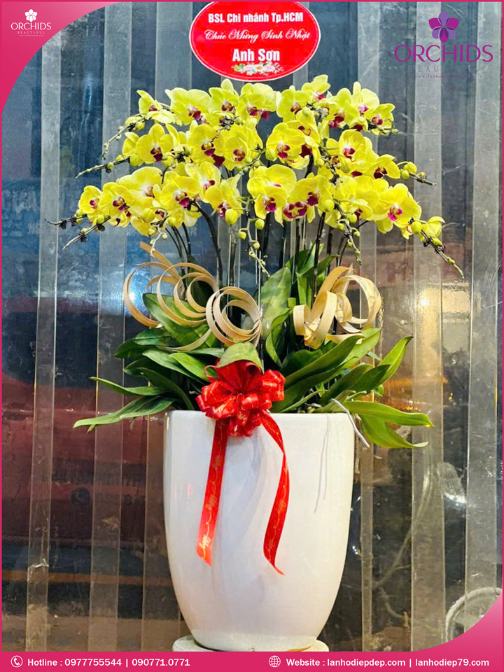 Chậu hoa lan hồ điệp vàng 15 cành