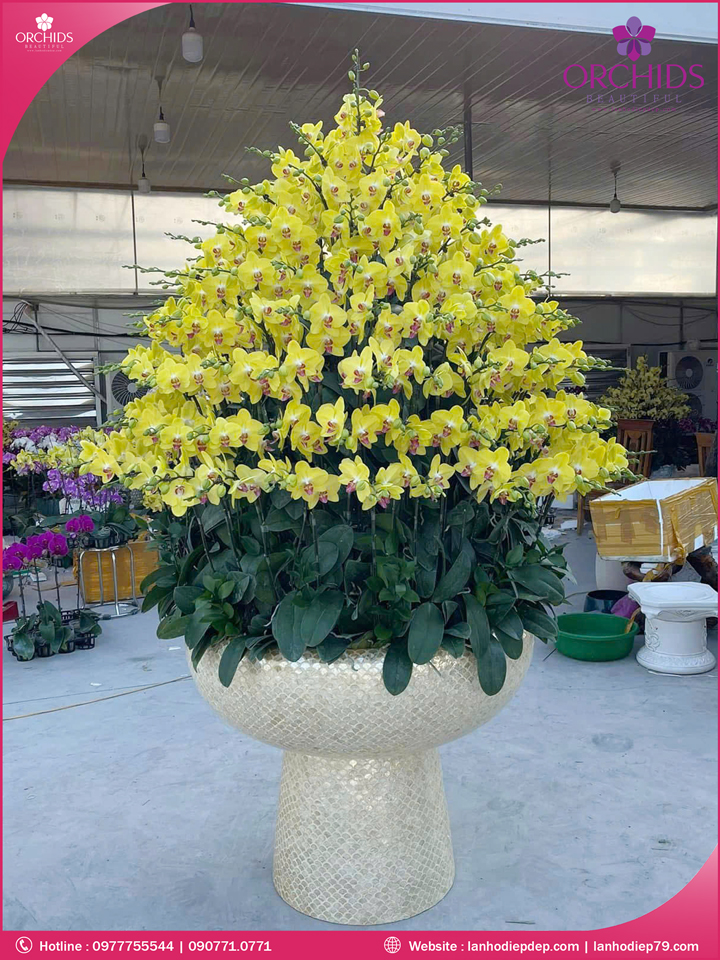 Chậu hoa lan hồ điệp vàng 150 cành