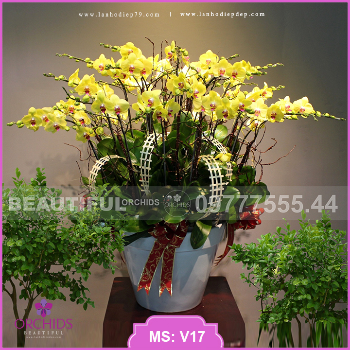 Chậu hoa lan hồ điệp vàng 20 cành phù hợp tặng khai trương đối tác, khách hàng, làm quà mừng sinh nhật, chúc tết, chưng ngày tết