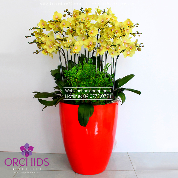 Chậu hoa lan hồ điệp vàng 25 cành