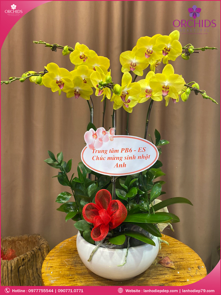 Chậu hoa lan hồ điệp vàng 5 cành
