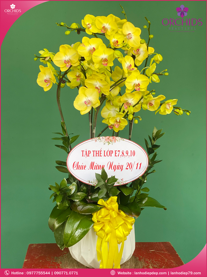 Chậu hoa lan hồ điệp vàng 5 cành