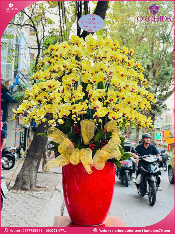 Chậu hoa lan hồ điệp vàng 50 cành
