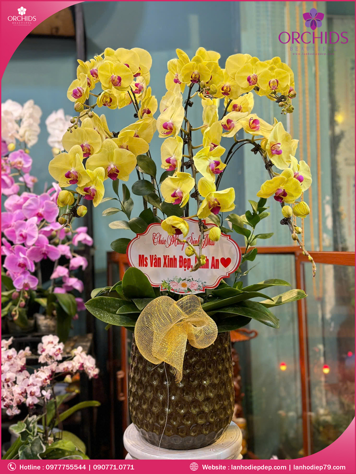 Chậu hoa lan hồ điệp vàng 6 cành