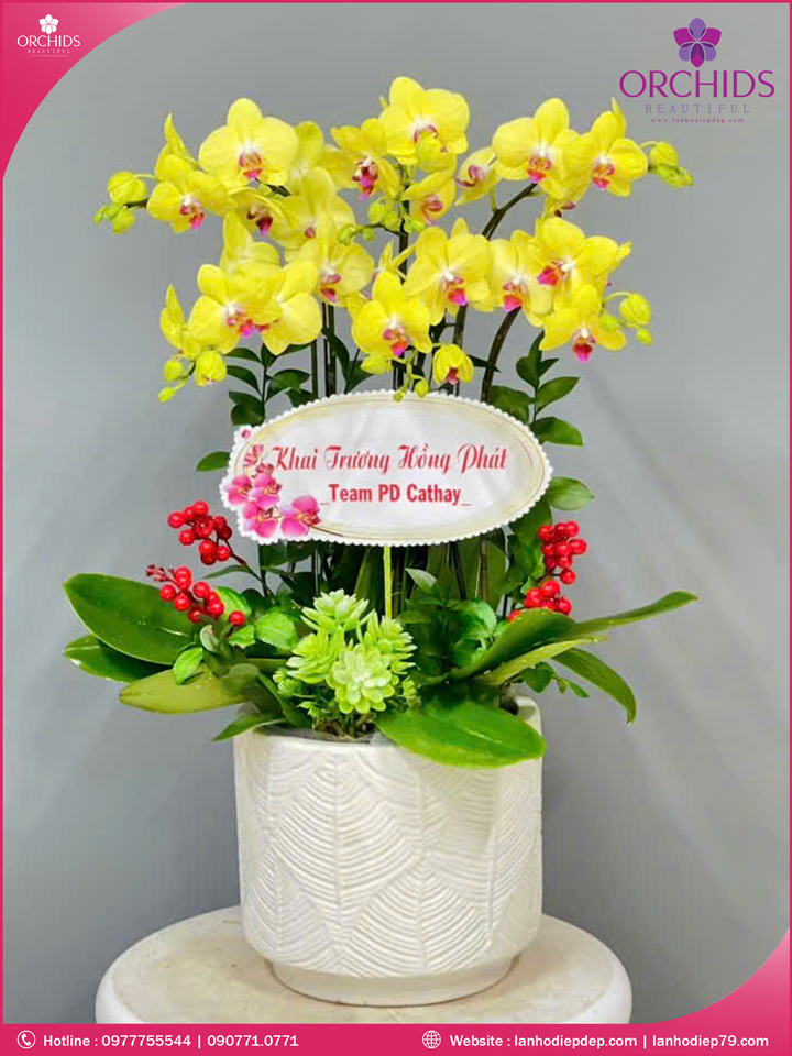 Chậu hoa lan hồ điệp vàng 6 cành
