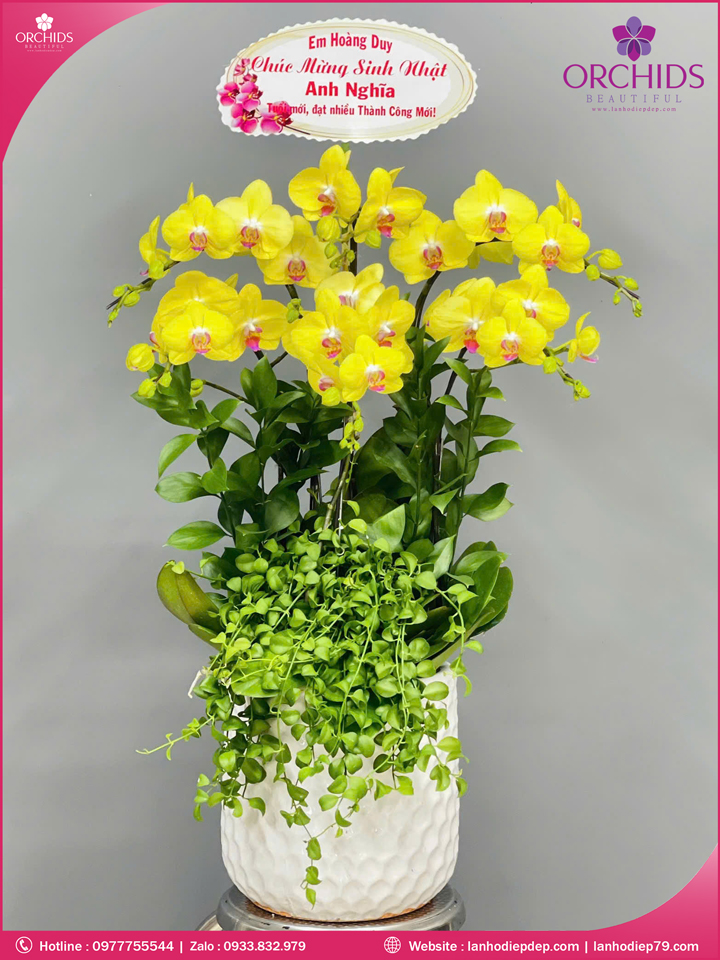 Chậu hoa lan hồ điệp vàng 6 cành V486