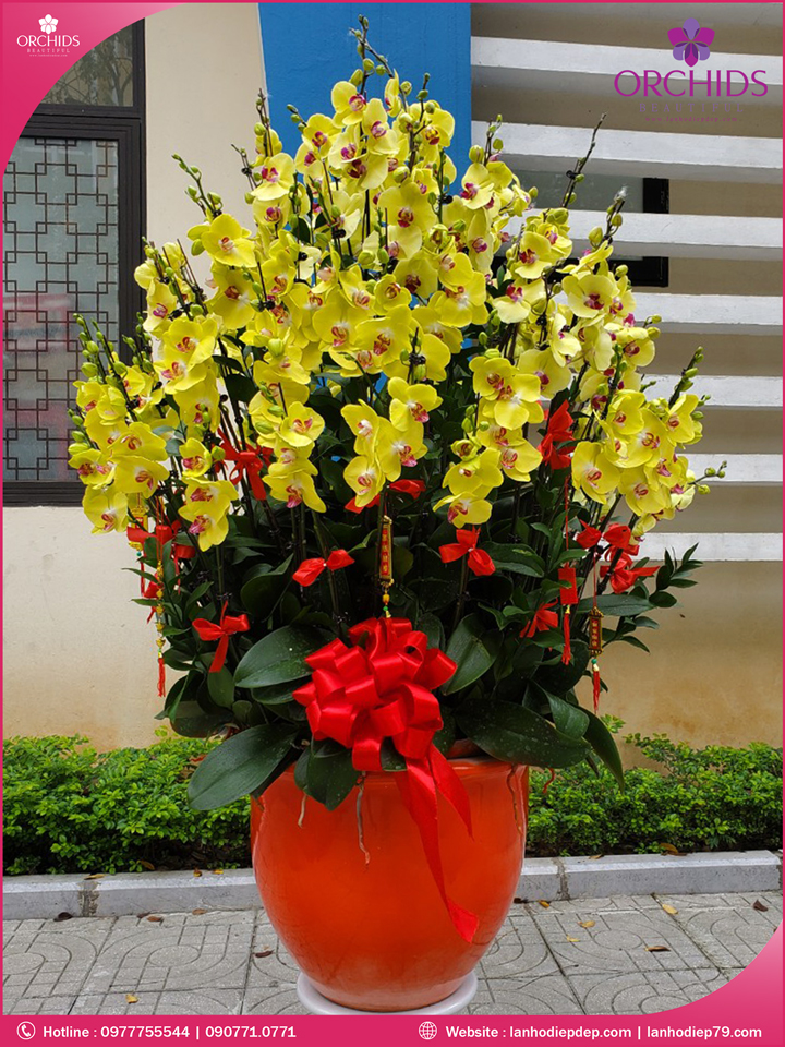 Chậu hoa lan hồ điệp vàng 68 cành