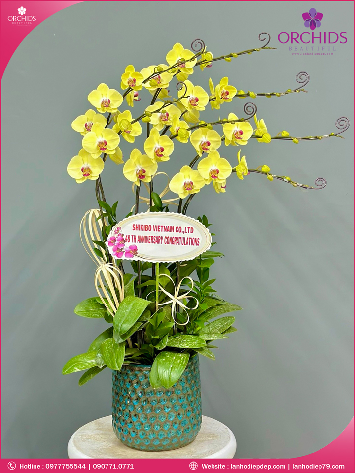 Chậu hoa lan hồ điệp vàng 7 cành