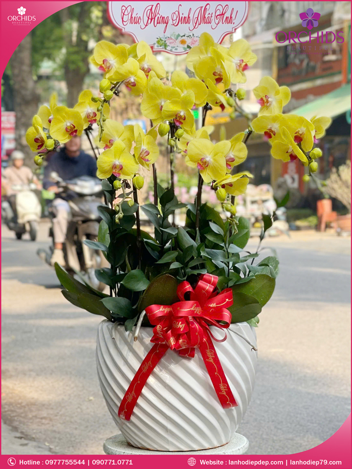 Chậu hoa lan hồ điệp vàng 7 cành