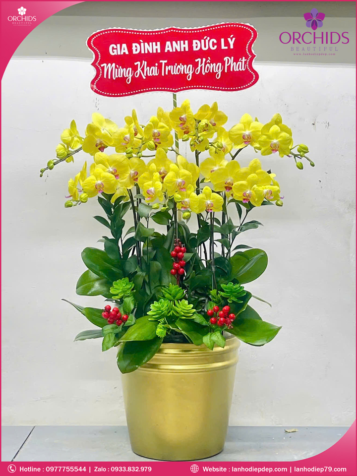 Chậu hoa lan hồ điệp vàng 7 cành V489