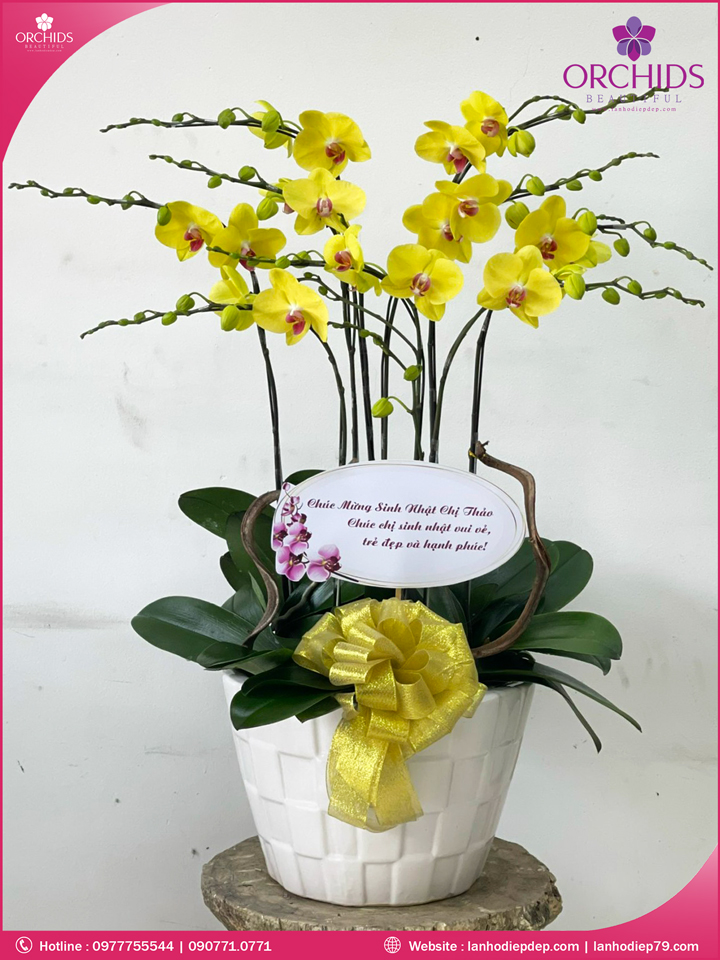 Chậu hoa lan hồ điệp 8 cành
