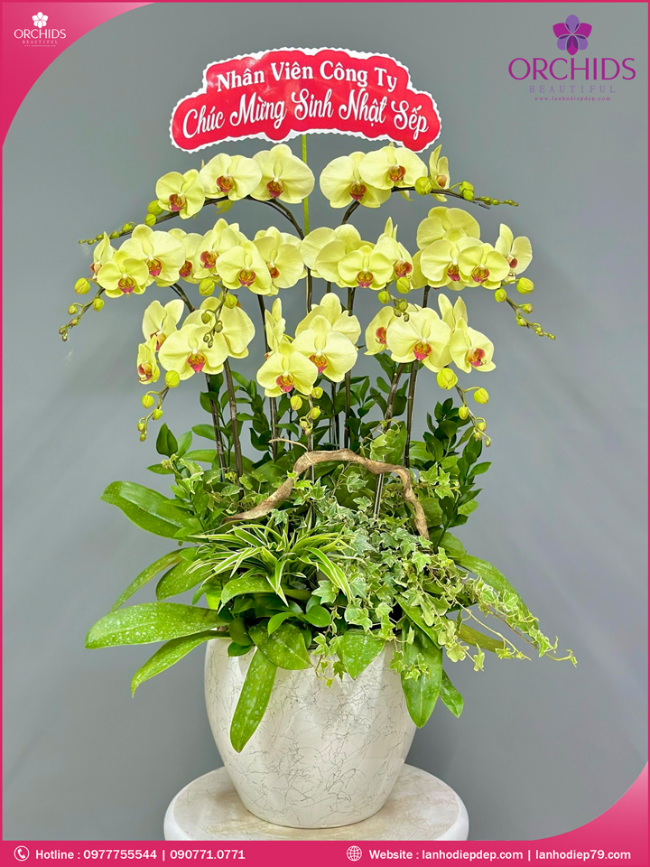 Chậu hoa lan hồ điệp vàng 9 cành