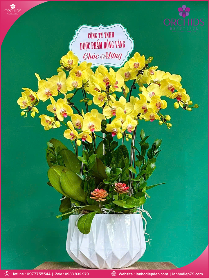 Chậu hoa lan hồ điệp vàng 9 cành V498