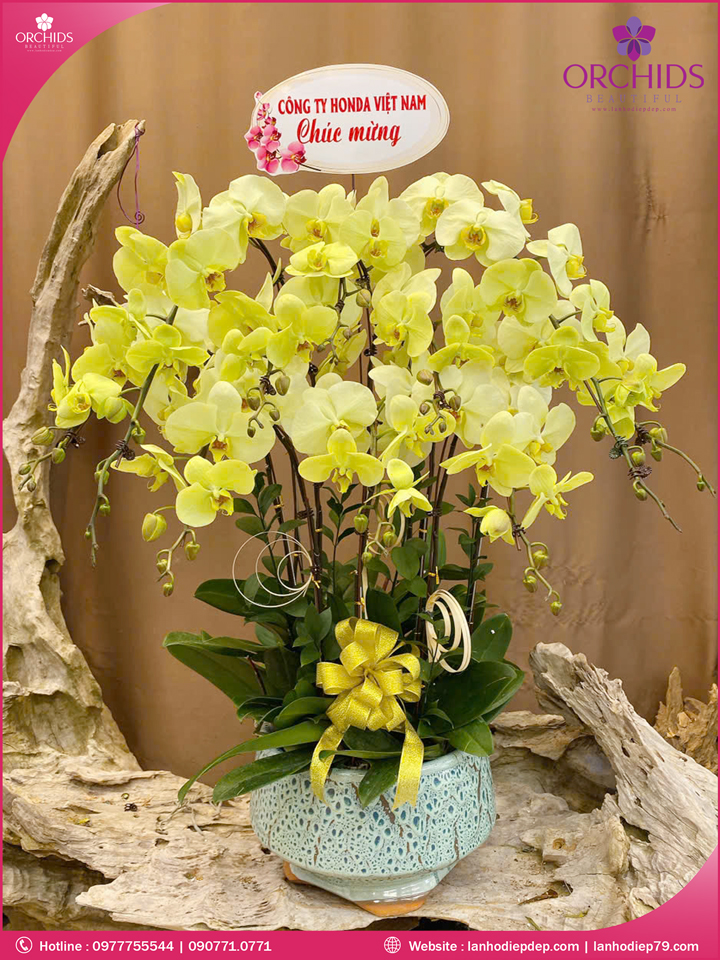 Chậu hoa lan hồ điệp xanh táo 10 cành