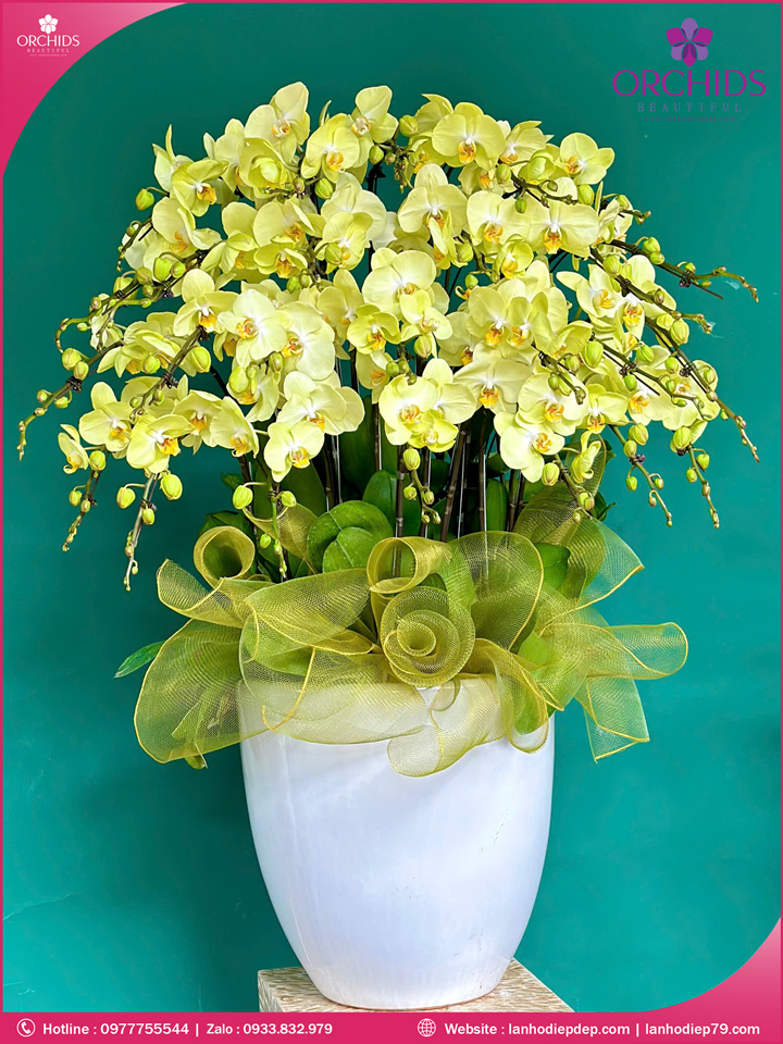 Chậu hoa lan hồ điệp xanh táo 25 cành X89