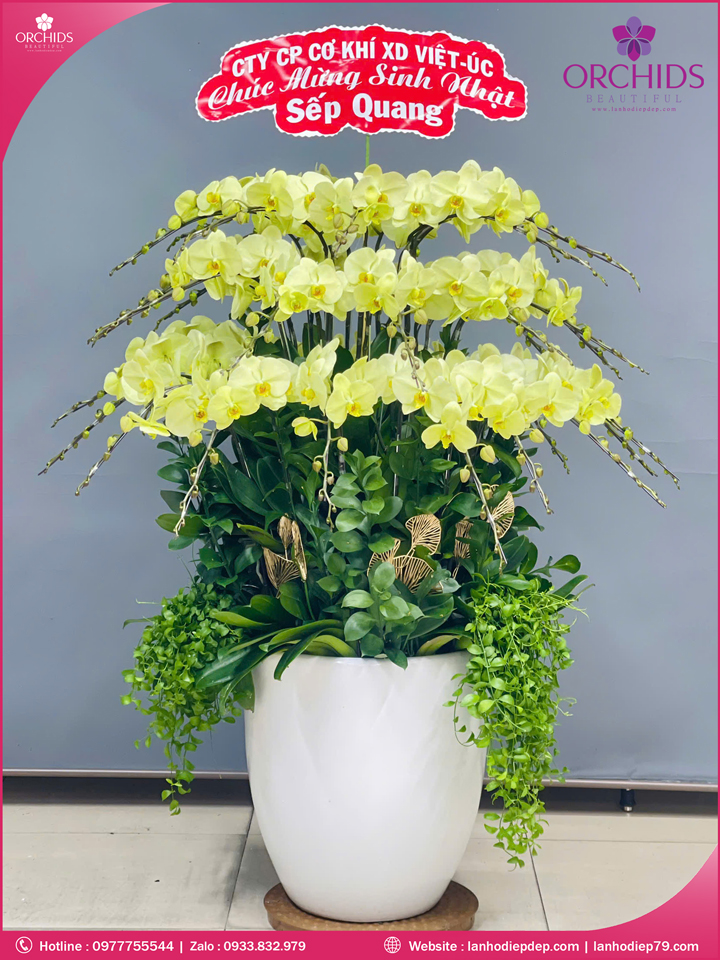 Chậu hoa lan hồ điệp xanh táo 35 cành X90